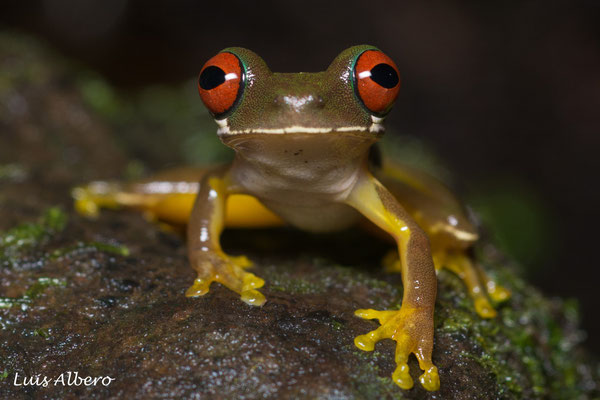 Red eyed stream frog (Duellmanohyla rufioculis)