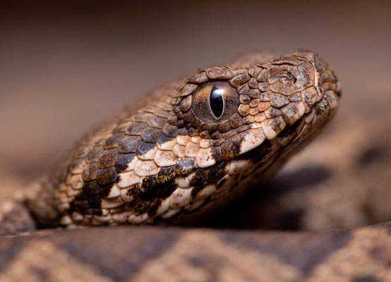 Juvenile moorish viper (Daboia mauritanica)