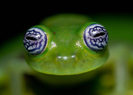 Ghost glass frog (Sachatamia ilex)