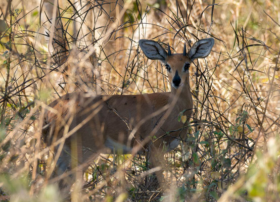 Steenbok (Raphicerus campestris)
