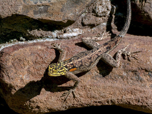 Namib rock agama (Agama planiceps) 
