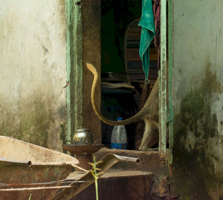 Monkey suspiciously going into the camp's kitchen