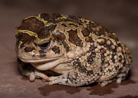 Berber toad (Sclerophyris mauritanica)