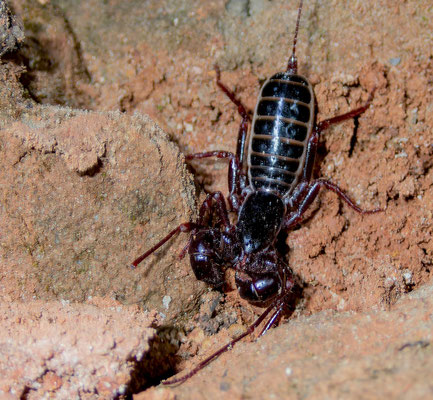 Whip Scorpion (Etienneus africanus), this is the only species of Uropygi in all Africa