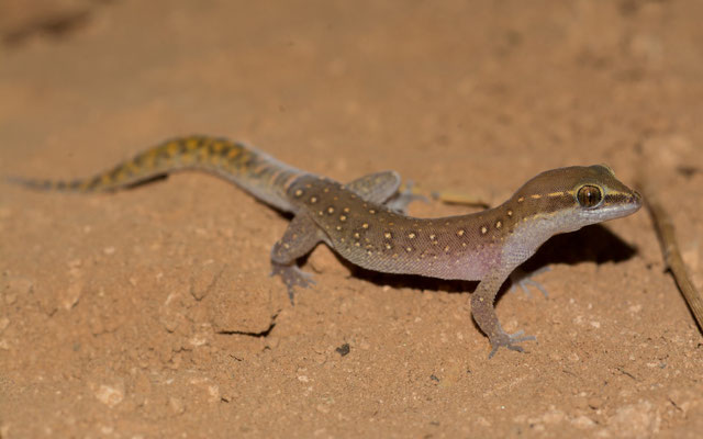 Morocco lizard-fingered gecko (Saurodactylus brosseti) 