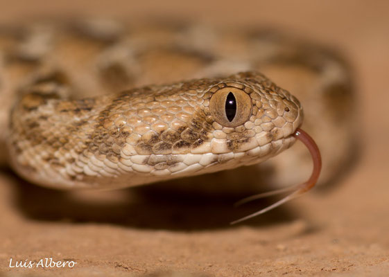 White-bellied carpet viper (Echis pyramidum leucogaster), first one