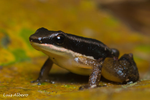 Talamanca rocket frog (Allobates talamancae)