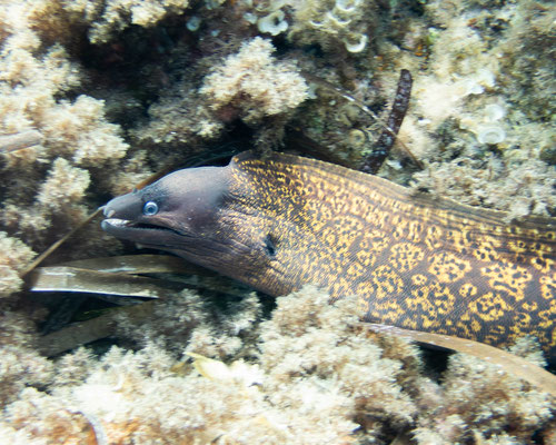 Morena (Muraena helena)