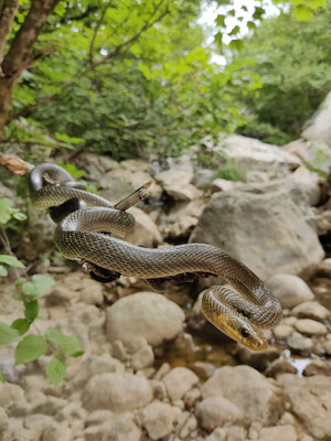 Aesculapian snake (Zamenis longissimus), pic by Marcos