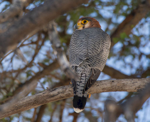 Red-necked falcon (Falco chicquera)