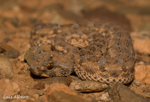 Sahara horned viper (Cerastes cerastes), juvenile