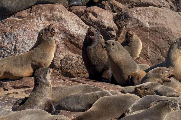 Cape fur seals (Arctocephalus pusillus), with a male