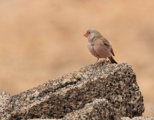 Trumpeter finch (Bucanethes gitagineus) on the Tindaya plains