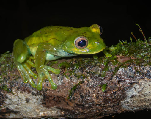 Palmer's tree frog (Hyloscirtus palmeri)