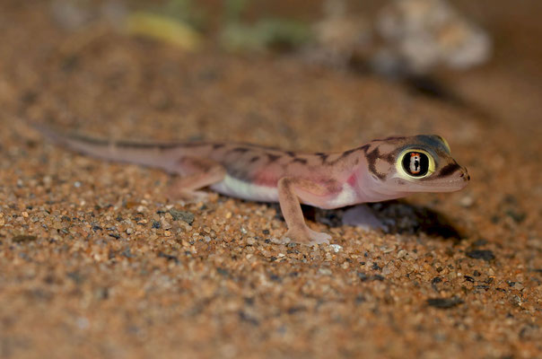 Namib Dune Gecko (Pachydactylus rangei)