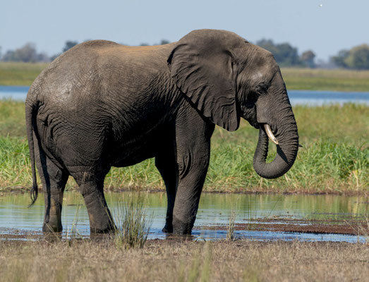 African Savanna Elephant (Loxodonta africana)