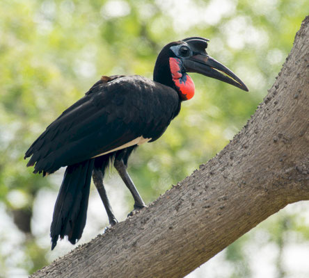 Northern ground hornbill (Bucorvus abyssinicus). Senegal, 2024