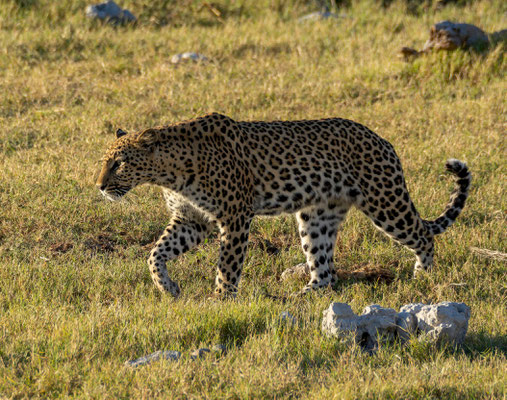 Leopard (Panthera pardus)