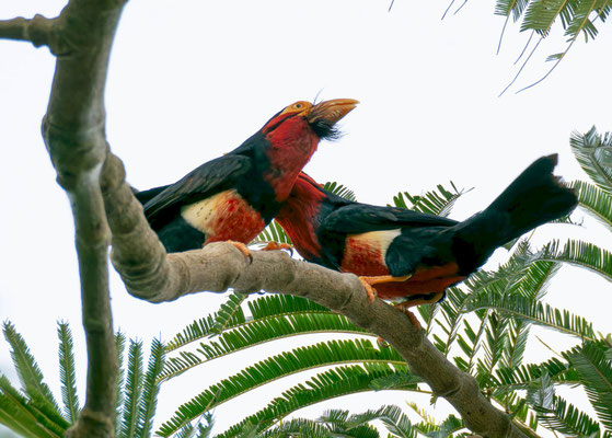 Bearded barbet (Pogonornis dubius)