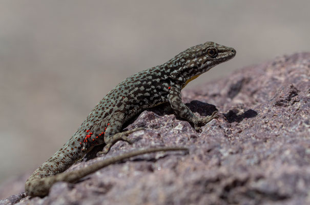 Atlas day gecko (Quedenfeltia trachyblepharus)