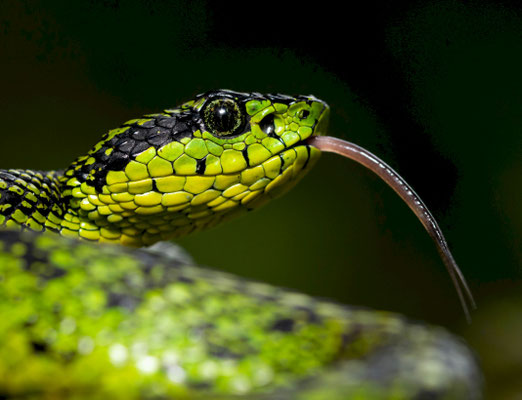 Black-speckled palm-pit viper (Bothriechis nigroviridis). Costa Rica, 2023