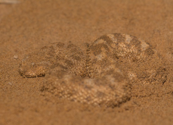 Sahara sand viper (Cerastes vipera), first one
