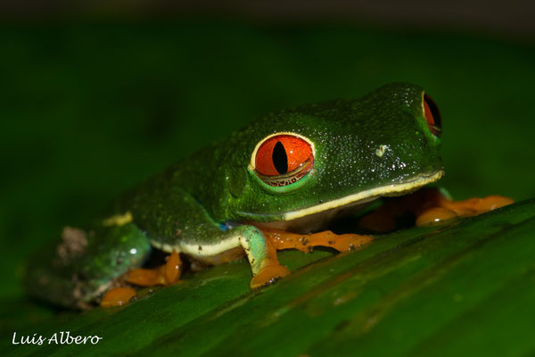 Red eyed leaf frog (Agalychnis callidryas) 