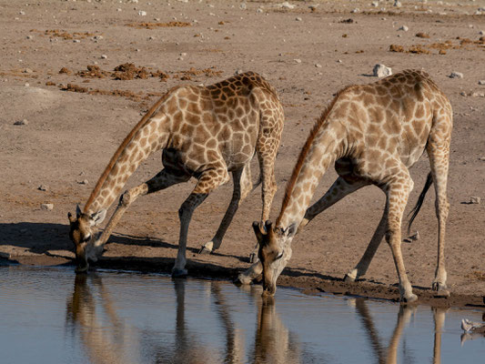 Giraffes (Giraffa cameleopardis), drinking