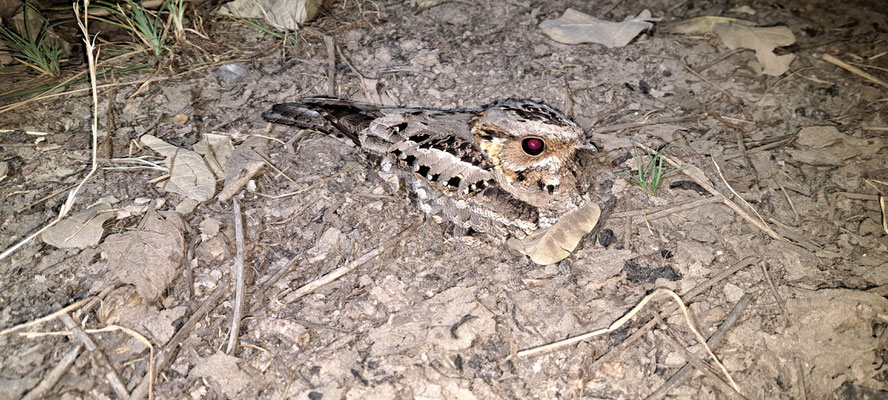  Square-tailed nightjar (Caprimulgus fossii) on our campsite. Phone pic.