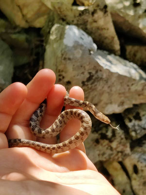 Our last cat snake (Telescopus fallax) of the trip, this time the diurnal one!