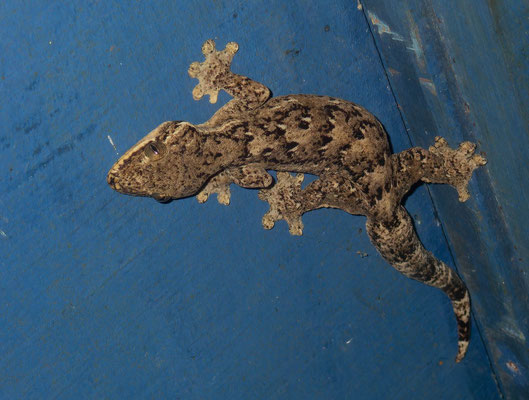 Turnip-tailed gecko (Thecadactylus rapicauda), near the cabin