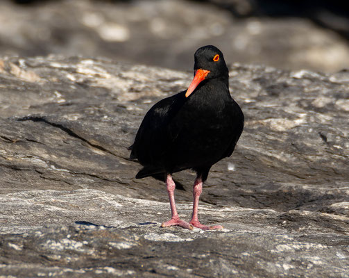 African Black Oystercatcher (Haematopus moquini)