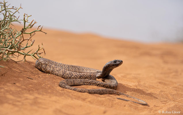 Egyptian cobra (Naja haje), pic by Robin