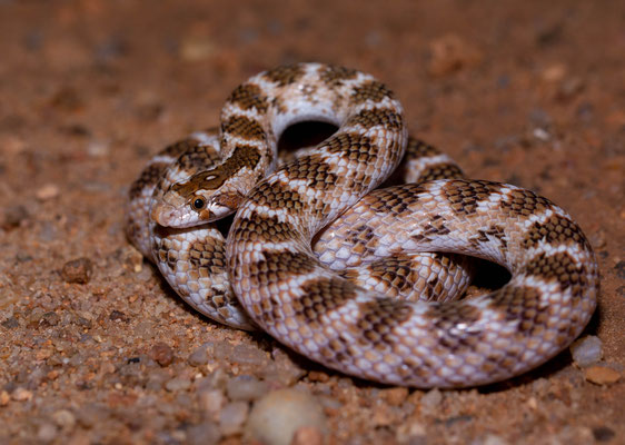 Awl-headed snake (Lynthorhynchus diadema)