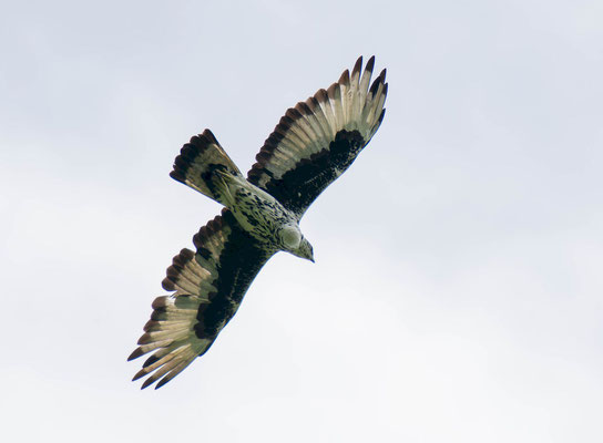 African hawk-eagle (Aquila spilogaster)