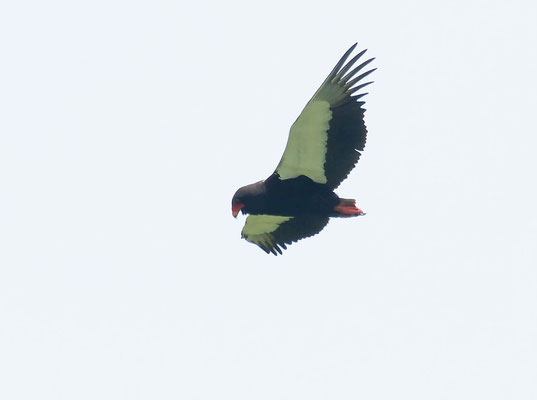 Bateleur (Terathopius ecaudatus)