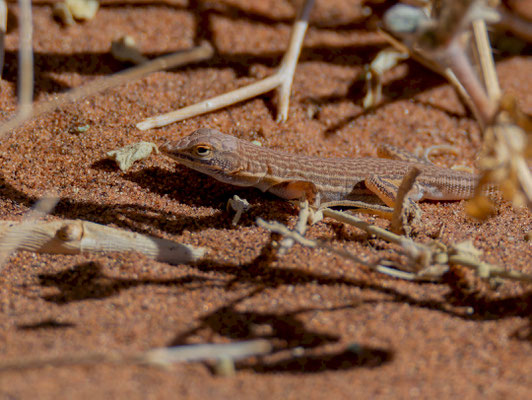 Shovel-snouted lizard (Meroles anchietae)