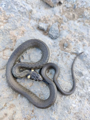 Grass snake (Natrix natrix). Pic by Marcos