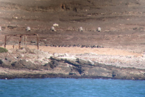 Penguin colony on Halifax island. Yes, not the best photo, they were far...