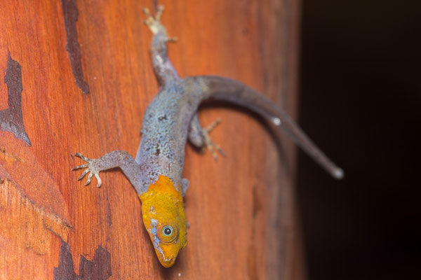 Yellow headed gecko (Gonatodes albogularis) 