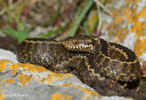 Seoane's viper (Vipera seoanei). Bilineated. Picos de Europa (Asturias, Spain)