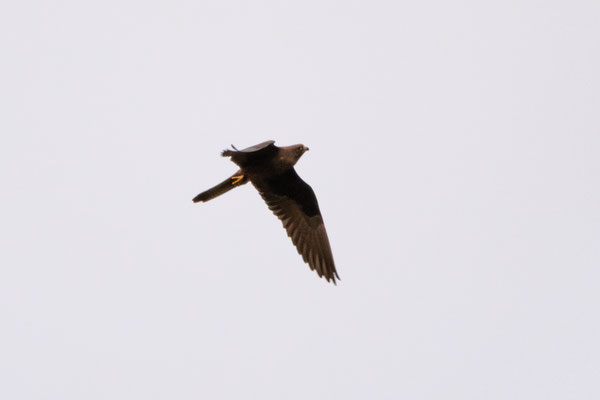 Halcón de eleonor (Falco eleonorae), morfo oscuro. Foto de César.