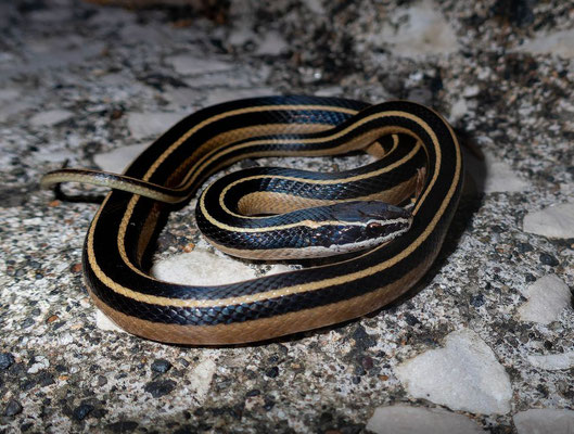 Sooty Black-striped Snake (Coniophanes piceivittis)