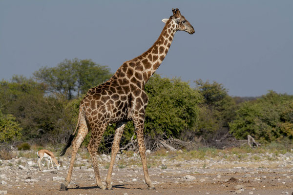 Male giraffe (Giraffa cameleopardis angolensis). Big males have more contrasted patterns.