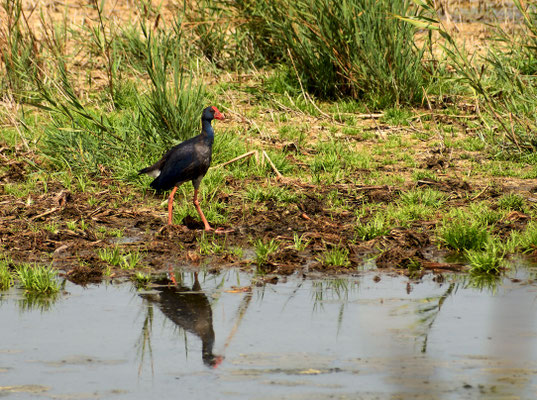 Calamón (Porphyrio porphyrio). Foto de César.