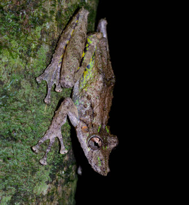Boulenger's Snouted Tree Frog (Scinax boulengeri)