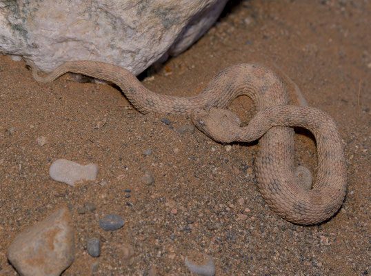 Horned adder (Bitis caudalis)