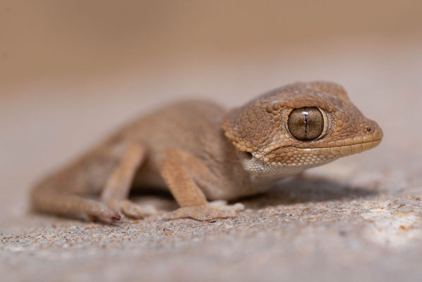 Helmeted gecko (Tarentola chazaliae), uniform morph