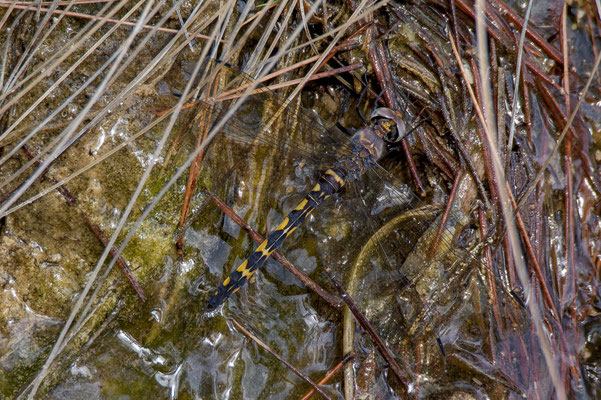 Zygonix torridus, hembra ovopositando en un salto de agua