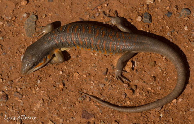 Algerian skink (Eumeces algeriensis)